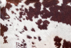Cowhide