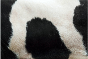 Hideorzo Cowhide Pattern